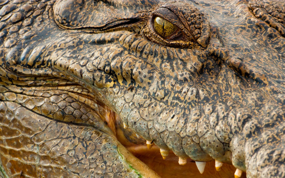 A crocodile at Kakadu National Park.