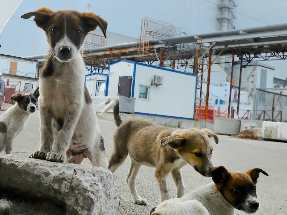 Stray puppies Chernobyl