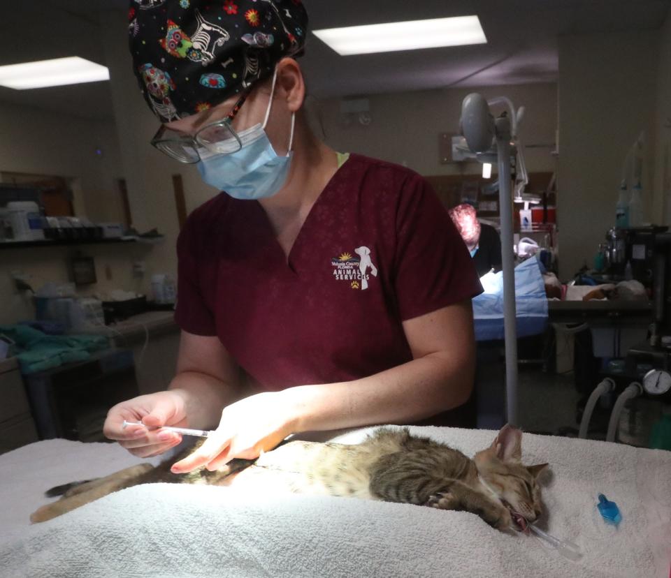 Veterinarian Dr. Lindsey Cossa finishes a neutering operation, Friday, Sept. 9, 2022, at Volusia County Animal Services.