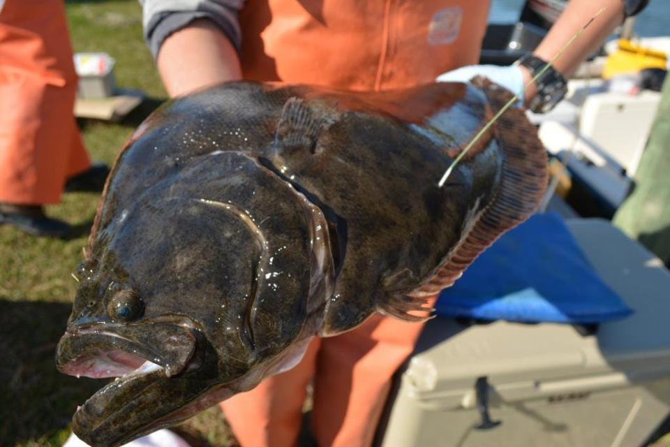 A tagged southern flounder before it was released by UNCW researchers into the coastal ocean south of Beaufort Inlet in October 2013.