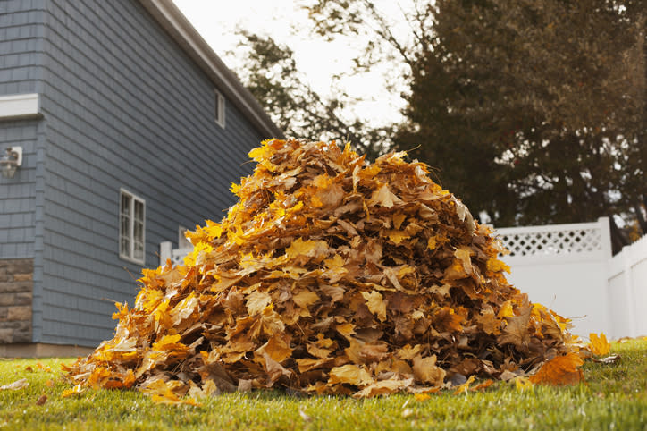 A large pile of fallen autumn leaves sits on a green lawn next to a grey house with blue siding and white trim. Trees and a white fence are in the background