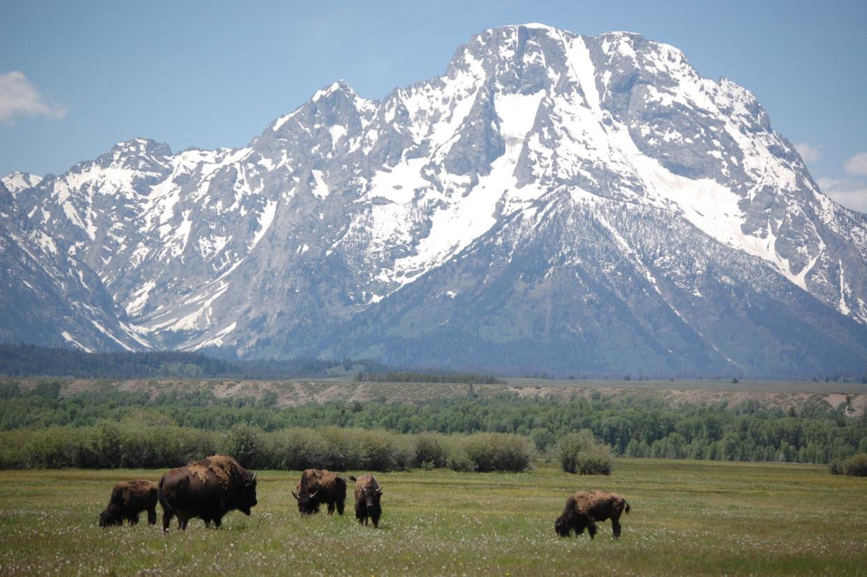 Bison graze in front of Mt. Moran, in Grand Tetons Park.