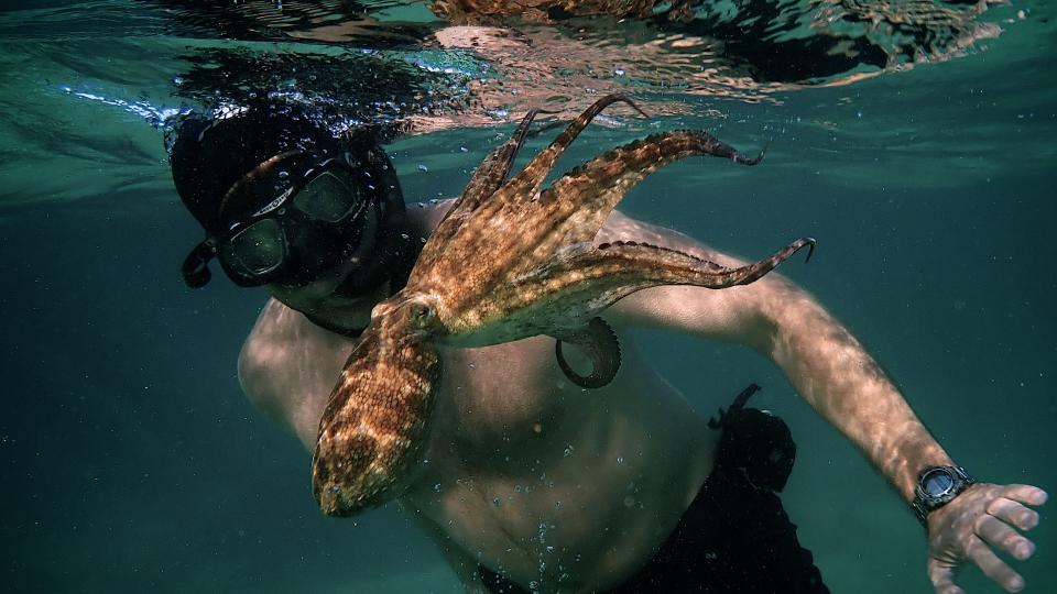 Diver Craig Foster becomes fascinated with an octopus, and visits her for hundreds of days in a row, in "My Octopus Teacher."