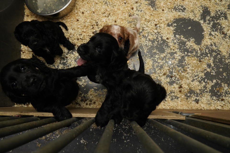 Puppies were found alive at both the properties connected to the criminals. (Reach)