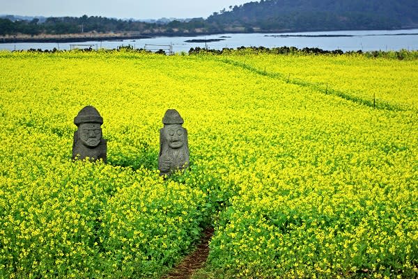 ▲易斯達航空桃園-濟州天天飛（圖/ shutterstock）