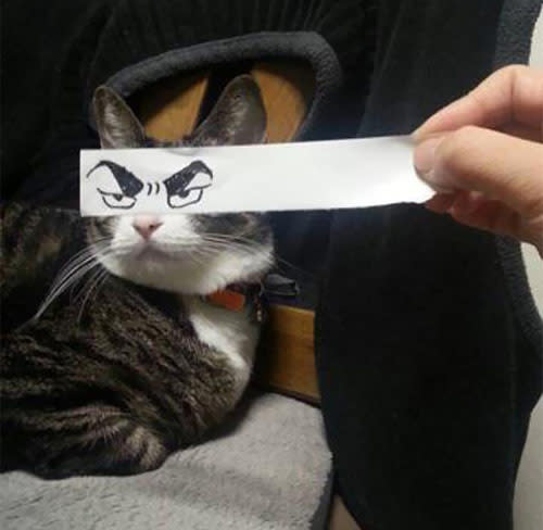 Bạn thường xuyên vẽ tranh anime? Hãy tìm hiểu cách vẽ mắt mèo anime bằng cách xem hình ảnh này. Với những đường nét tinh tế và chi tiết, bạn có thể học hỏi và trau dồi kỹ năng của mình.