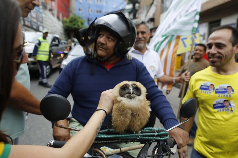 巴西，路人撫摸一名男子的寵物貓頭鷹。（美聯社）