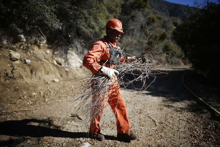 Prison inmate Kevin Black, 54, who is in the last 90 days of an eleven-year sentence, clears the path to lay water pipes outside Oak Glen Conservation Fire Camp #35 in Yucaipa, California November 6, 2014. REUTERS/Lucy Nicholson