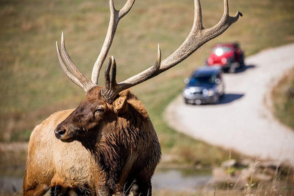 Lee G. Simmons Wildlife Safari Park wins Best Safari Park for third year in a row