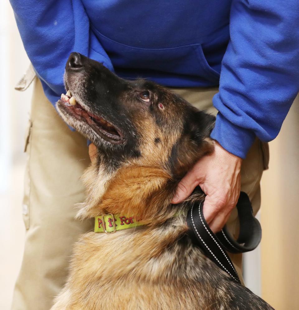 J.J. Bahr, a pound keeper, pets Paczki, a 5-year-old purebred German shepherd at Summit County Animal Control on Jan. 26 in Akron.