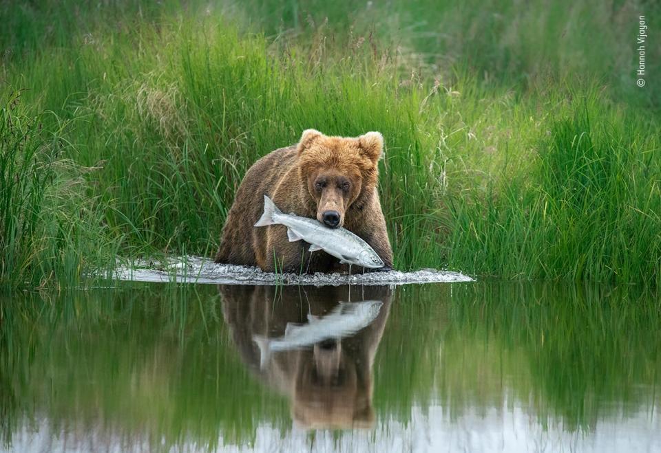 © Hannah Vijayan, Wildlife Photographer of the Year