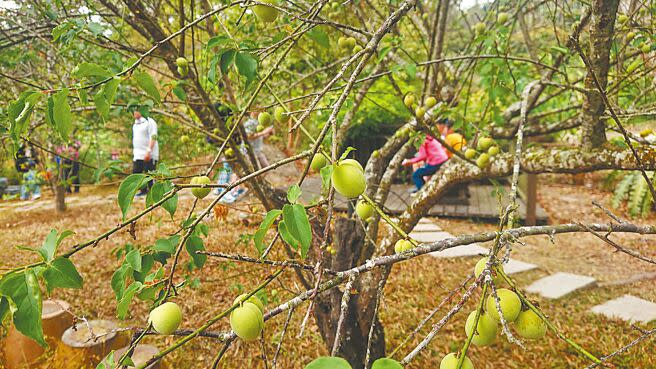 台南市梅嶺4月也是梅子結果季節，賞花兼採梅。（程炳璋攝）