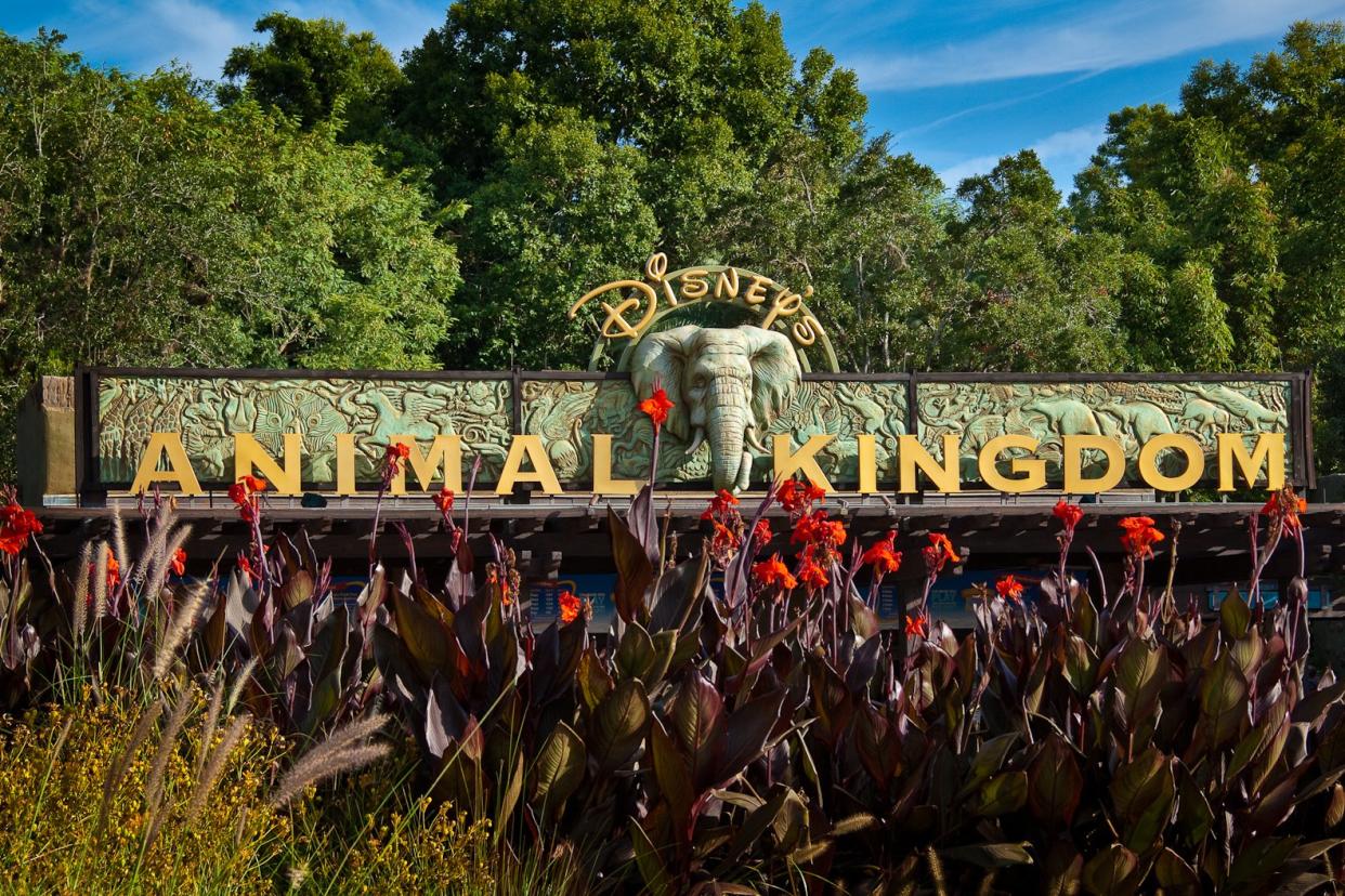 Animal Kingdom at Disney World