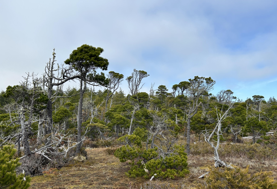 Mia Gordon: Broccoli trees in Vancouver Island