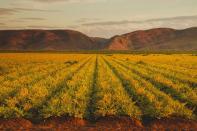 <p>A beautiful mountainscape serves as the backdrop for a farm in Kununurra, Western Australia. </p>