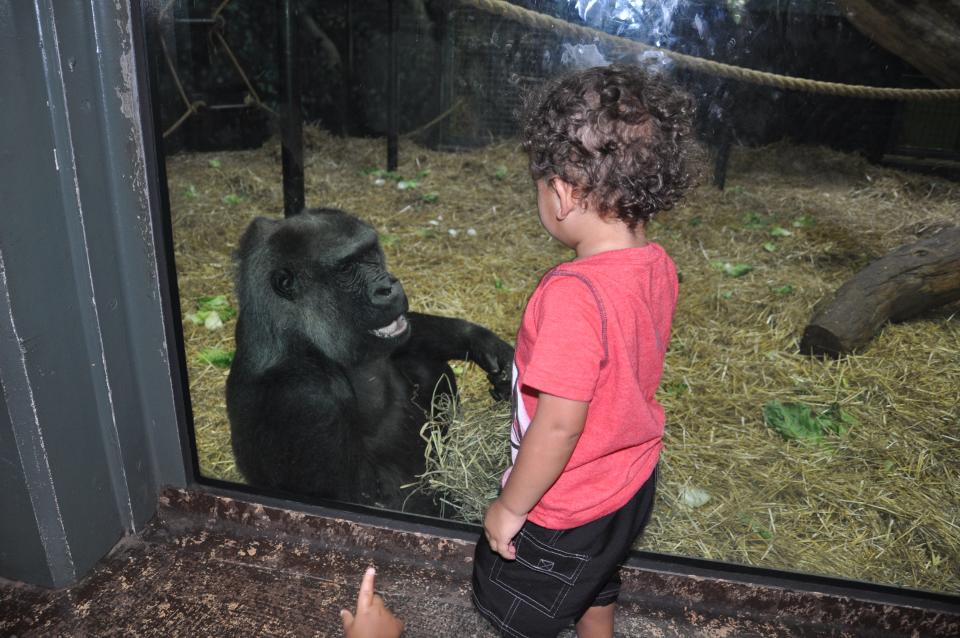 Helen, a gorilla at the Louisville Zoo, greets a child in attendance.