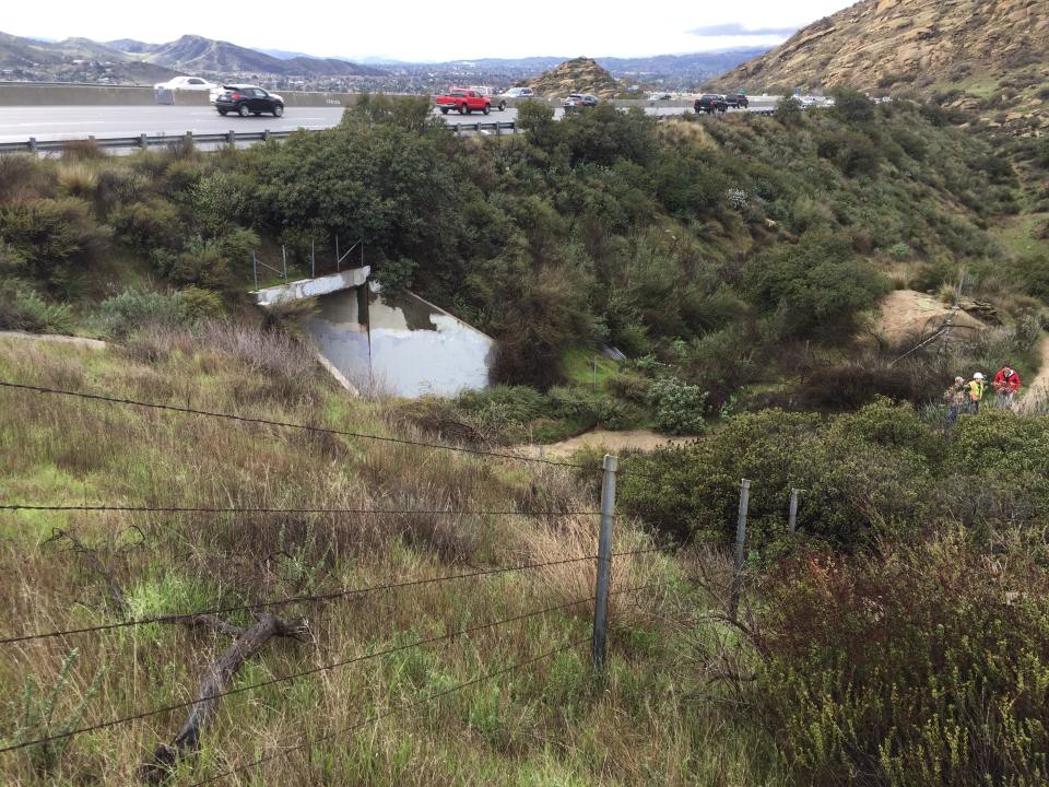 Traffic moves over Corriganville Tunnel, occasionally used by wildlife such as the mountain lion known as P-3, located under the 118 Freeway, near the Rocky Peak exit, on January 12, 2017. Los Angeles and Mumbai, India are the world’s only megacities of 10 million-plus where large felines breed, hunt and maintain territory within urban boundaries. Long-term studies in both cities have examined how the big cats prowl through their urban jungles, and how people can best live alongside them. (National Park Service via AP)