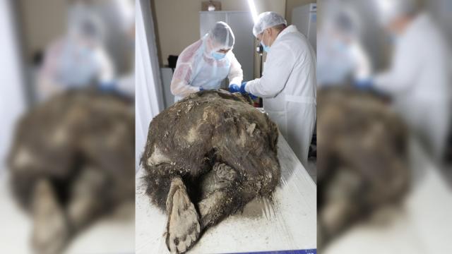 Prehistoric' mummified bear discovered in Siberian permafrost isn't what we  thought