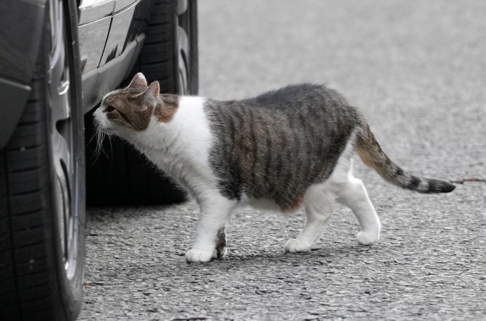 Larry the cat who Chief Mouser at 10 Downing Street out and about in the street ahead of Britain’s Chancellor of the Exchequer Jeremy Hunt announcing the Budge (AP)