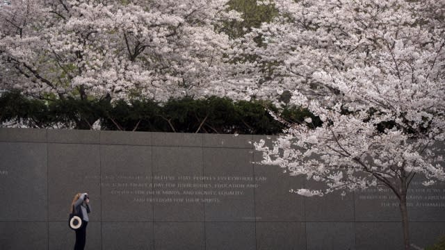 A visitor takes a photo along the Tidal Basin amid cherry blossoms