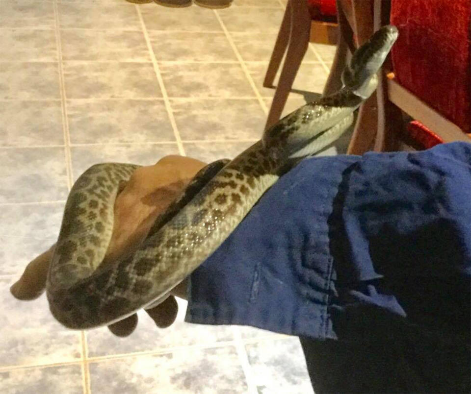 The spotted python was captured around midnight in Grasstree beach, near Mackay, Queensland.