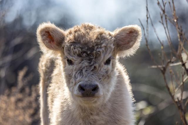 Daughter Goes Above and Beyond to Surprise Mom with Mini Cows for Christmas  - PetHelpful News