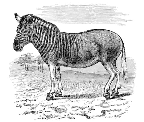 An engraving of a quagga - Credit: Ann Ronan Picture Library / Heritage Images/Print Collector