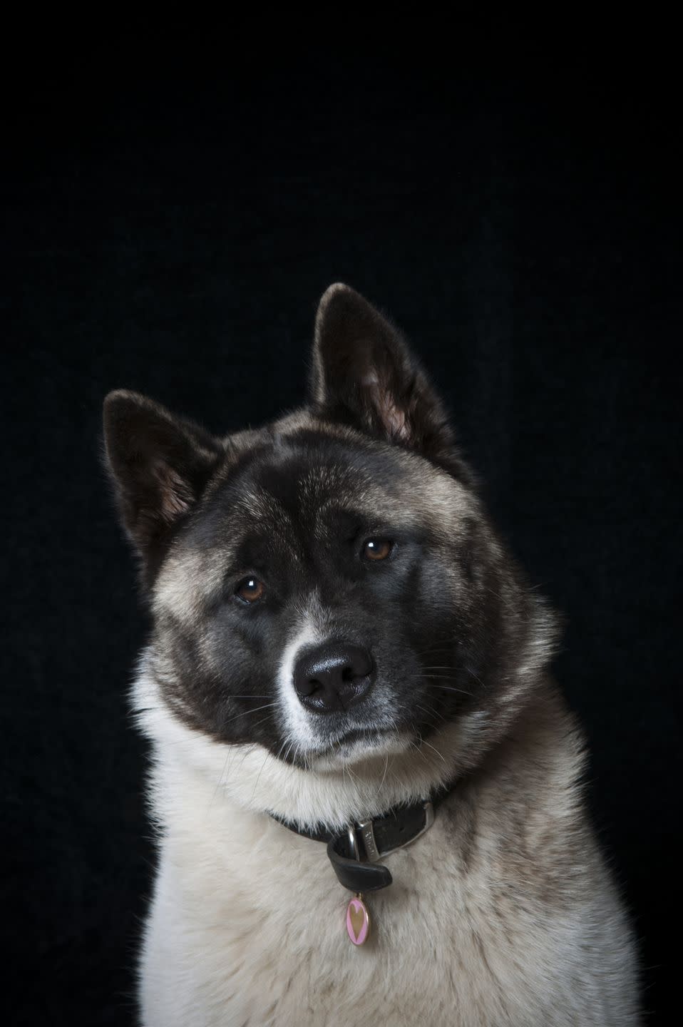 Akita