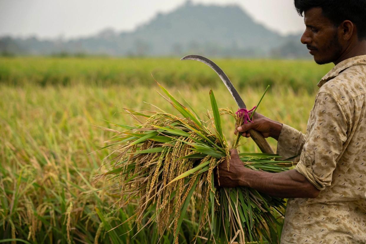 A farmer harvests rice crop in a paddy field on the outskirts of Guwahati, India