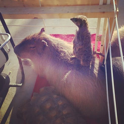 Why do capybaras get along so well with literally every other species?