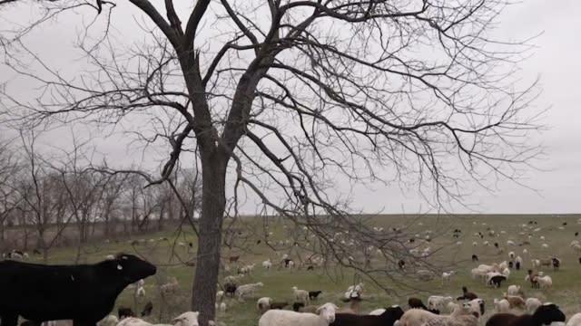 Sheep and cattle grazing in a field