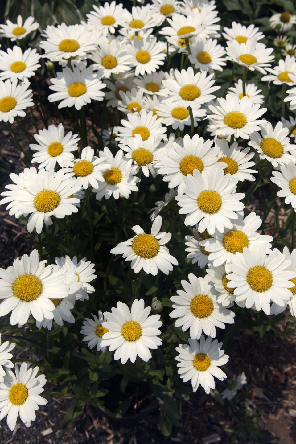 white shasta daisies in garden bed