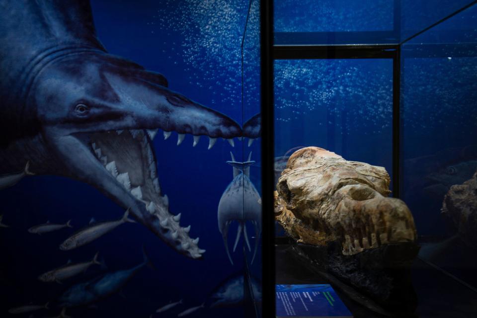 The fossil remains of a Basilosaurus' skull found in Ocucaje, Peru, are displayed by paleontologists at a museum in Lima, on March 17, 2022. / Credit: ERNESTO BENAVIDES/AFP via Getty Images