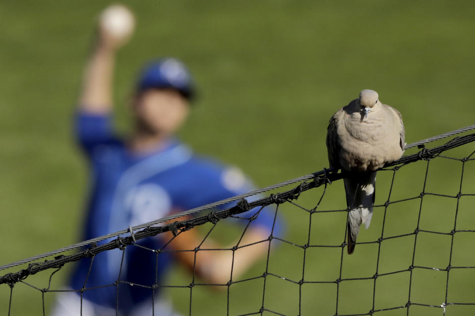 A mourning dove perches on a net while Kansas City Royals pitcher Jackson Kowar throws in the distance during the seventh inning of a spring training baseball game against the Cleveland Indians Sunday, Feb. 22, 2020, in Surprise, Ariz. (AP Photo/Charlie Riedel)