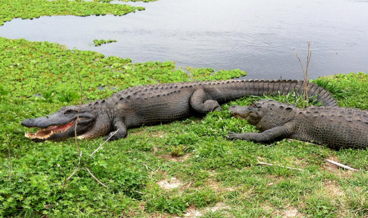 Cocodrilos en Disney World, entre el hábitat natural y la responsabilidad  humana