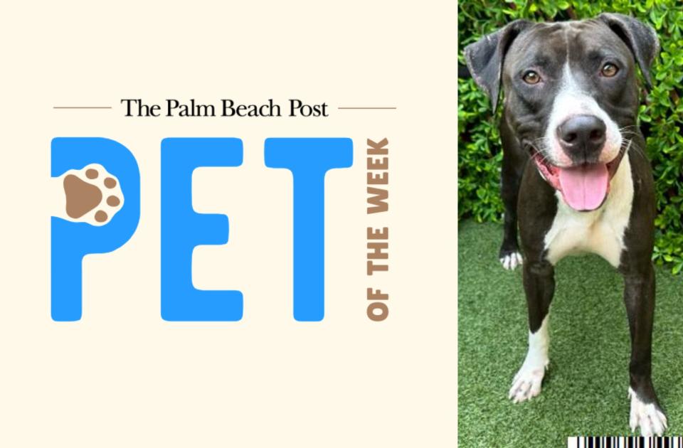 Crixus, a three-year-old male dog, is The Palm Beach Post's pet of the week! He as rescued outside a fire station in West Palm Beach in December.