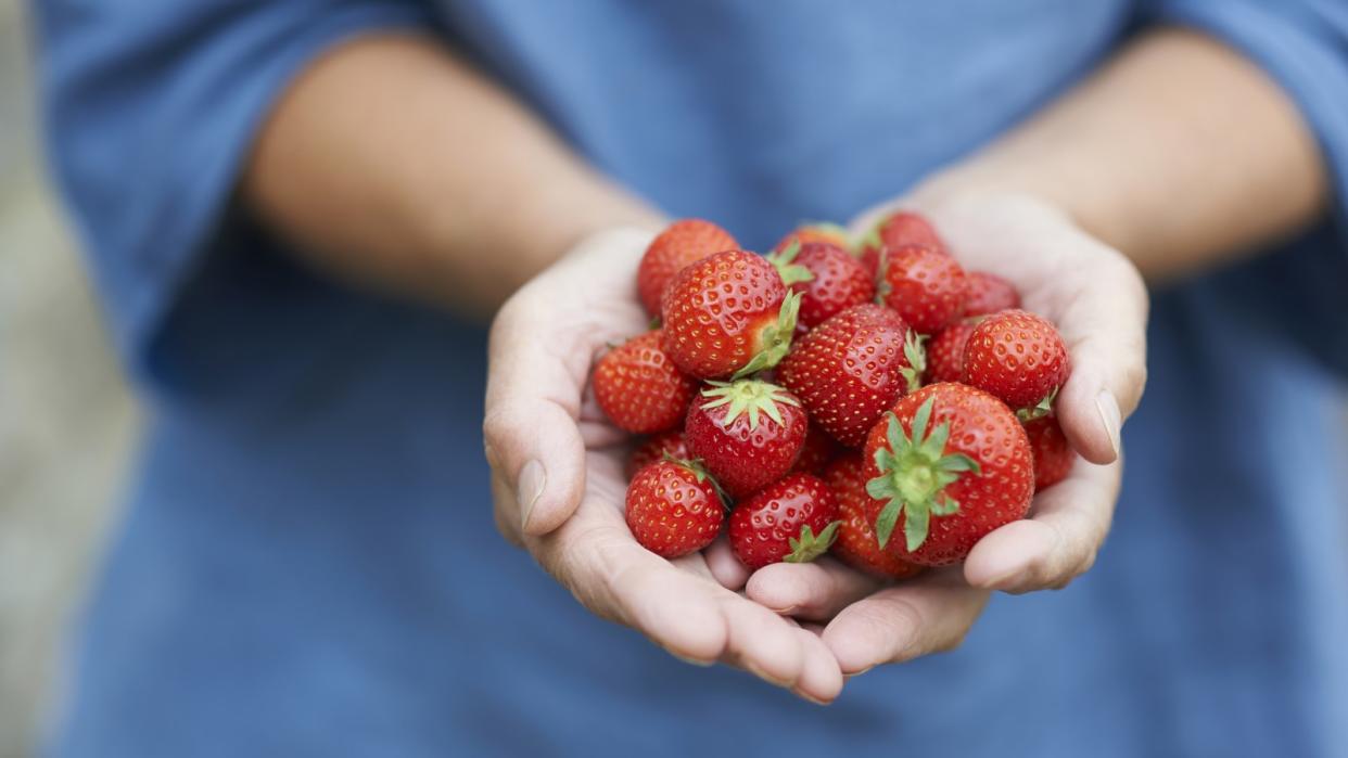  Hands holding a harvest of ripe red strawberries 