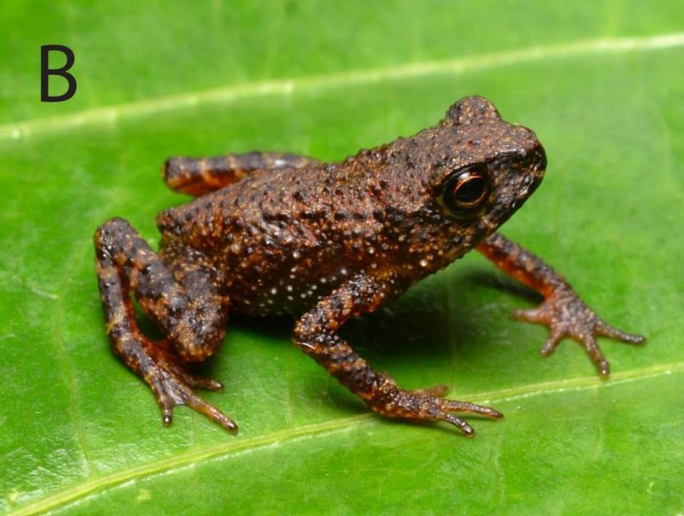 The Mesilau stream toad, or Ansonia guibei, rediscovered by researchers. Photo from Evan Quah via Quah, Imbun and Yek (2024)