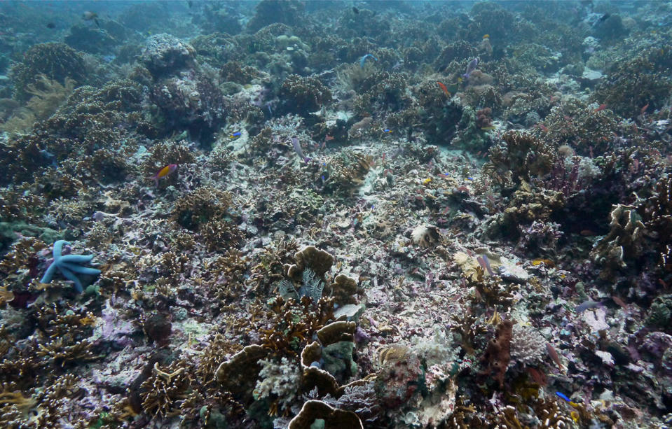 This photo taken in March 20, 2012 shows coral reefs damaged by fishermen in the waters of Tatawa Besar, Komodo islands, Indonesia. Coral gardens off the Komodo Islands were just a few months ago teeming with clouds of brightly colored reef fish, octopi with fluorescent banded eyes and black-and-blue striped sea snakes. Today, after being pounded by increasingly brazen blast fisherman, several diving sites within the U.N. World Heritage Site have been transformed into desolate grey moonscapes. (AP Photo/Michael W. Ishak)