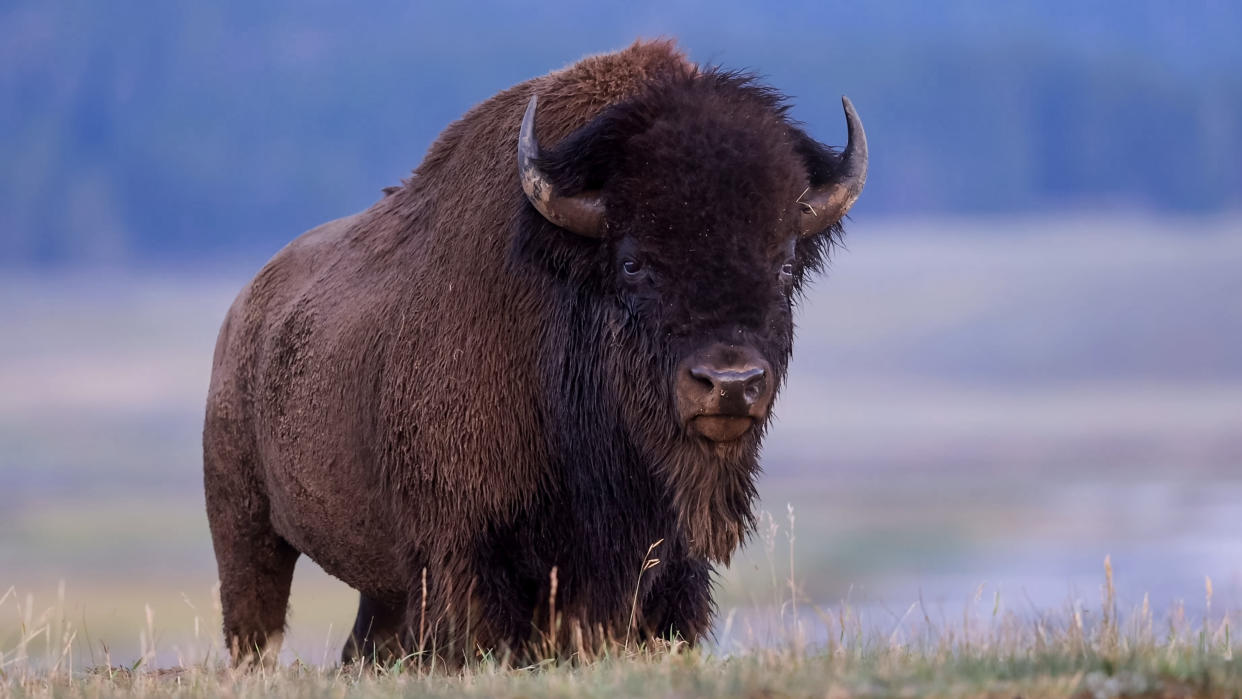  Bull bison at Yellowstone National Park. 