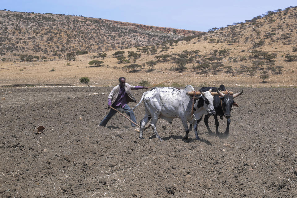 Ethiopian farmer, Haile Gebre Kirstos, 70, uses a cattle drawn plough to tend to his field in Mai Mekden, in the Tigray region of northern Ethiopia, on Tuesday, Feb. 27, 2024. Once-lush fields lie barren. The Ethiopian region of Tigray is peaceful but war’s effects linger, compounded by drought and a level of aid mismanagement that caused the U.N. and the U.S. to temporarily suspend deliveries last year. (AP Photo/Amir Aman Kiyaro)