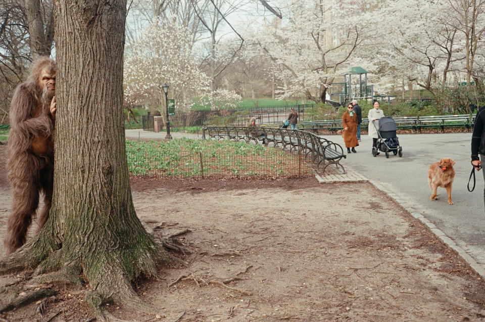 Nathan Zellner, codirector de la película “Sasquatch Sunset”, vestido de sasquatch, se acerca a un cochecito en Central Park en Nueva York, el 4 de abril de 2024. (Brian Karlsson/The New York Times)
