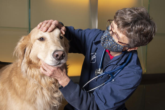 La Dra. Lisa Shubitz, veterinaria y científica investigadora del Centro de Excelencia para la Fiebre del Valle de la Facultad de Medicina de la Universidad de Arizona, dirigió los esfuerzos para desarrollar una vacuna contra la fiebre del Valle para perros.  (Noelle Haro-Gomez / Salud de la Universidad de Arizona)