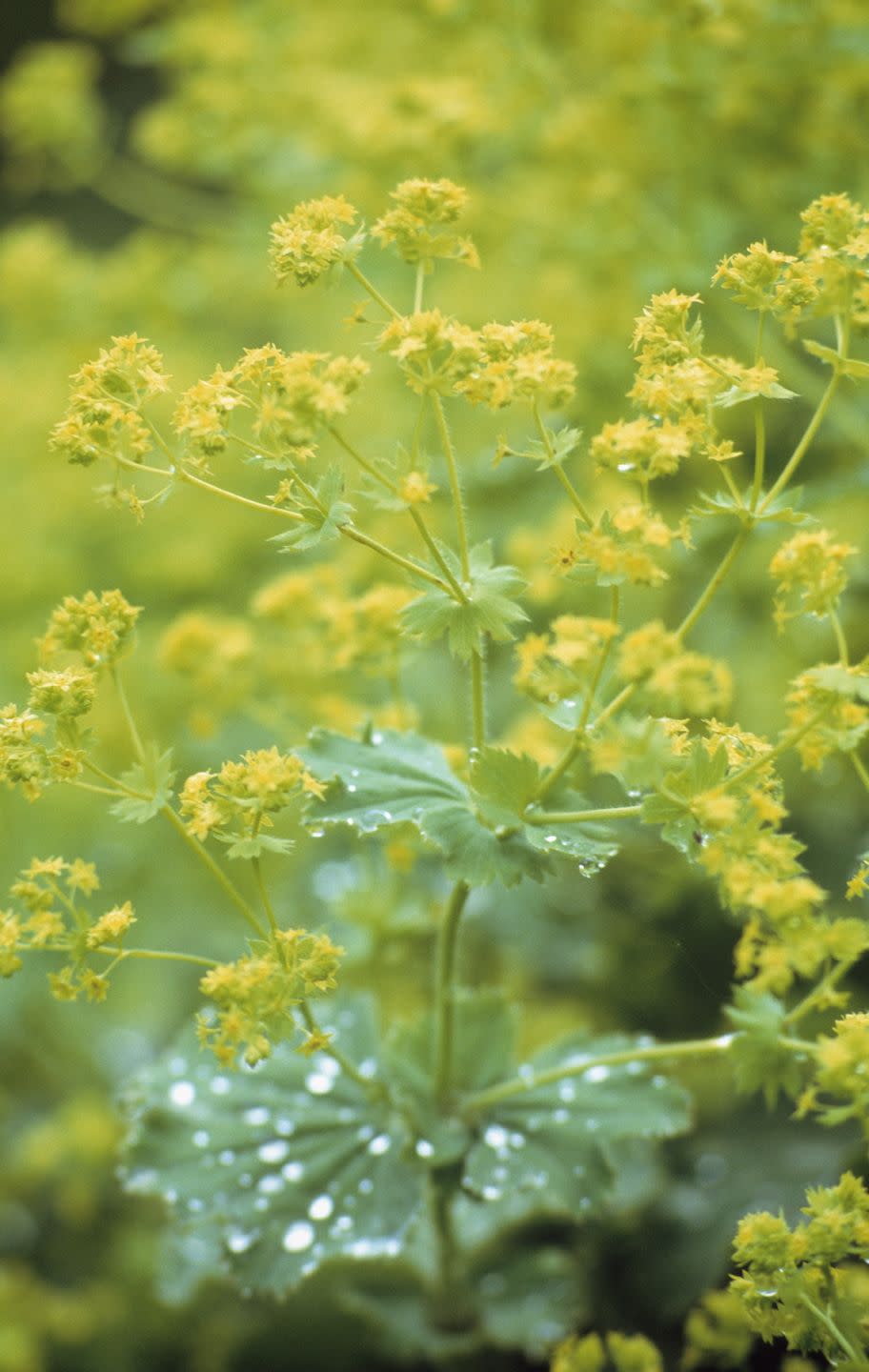 lady's mantle