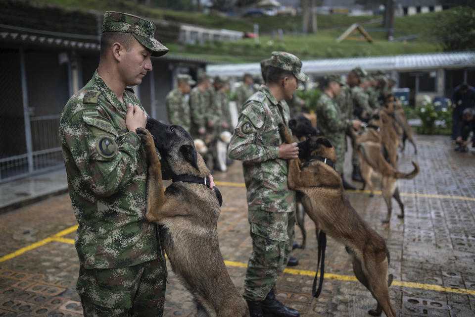 Handlers line up with their dogs at a Colombian Army training facility for military working dogs to serve alongside troops in various capacities, in Bogota, Colombia, Wednesday, June 21, 2023. (AP Photo/Ivan Valencia)