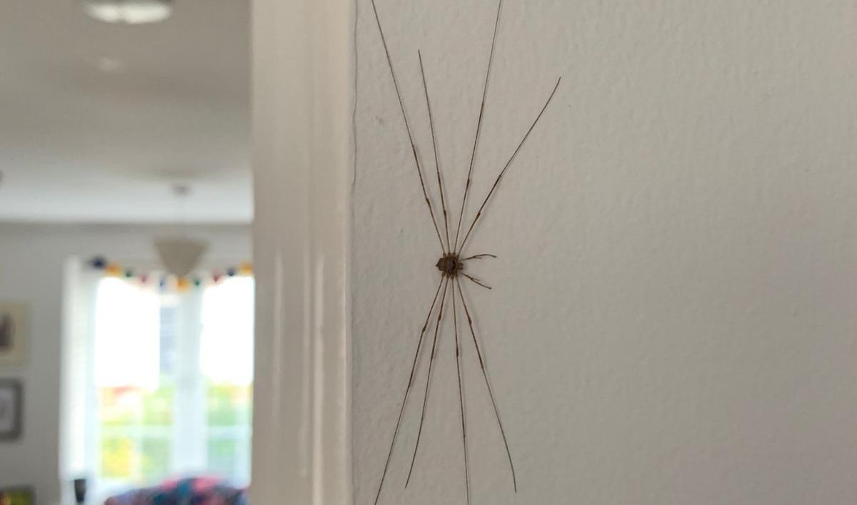 Woman finds huge arachnid 'harvestman' in home