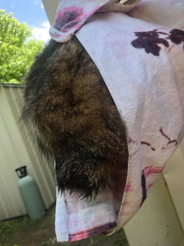 The teen wrapped the cat in a towel and photographed the area where its tail once was. Source: Facebook/Seona Mercer