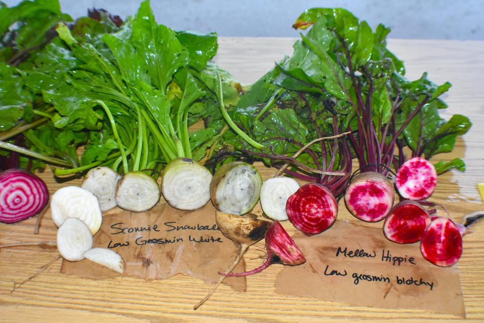 Some of Irwin Goldman's beets are used in the University of Wisconsin's Seed to Kitchen Collaborative, which works to connect plant breeders, farmers and chefs in the Upper Midwest.