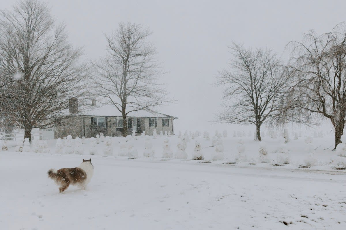 In this photo provided by Madison McKinney, 95 snowmen are displayed in the front yard of Philip Spitzley’s home after a snowstorm in Lake Odessa, Michigan (' 2024 Breaking Bread Photography, all rights reserved.)