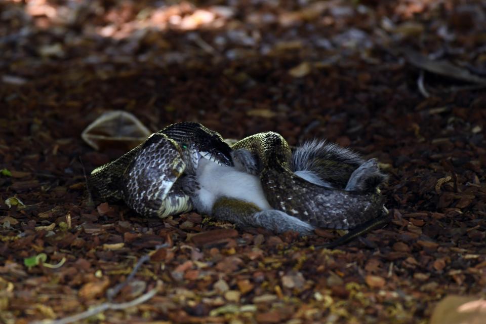 A rat snake eats a squirrel at the Par 3 course during a practice round of the 2019 Masters Tournament held in Augusta, GA at Augusta National Golf Club on Wednesday, April 10, 2019.